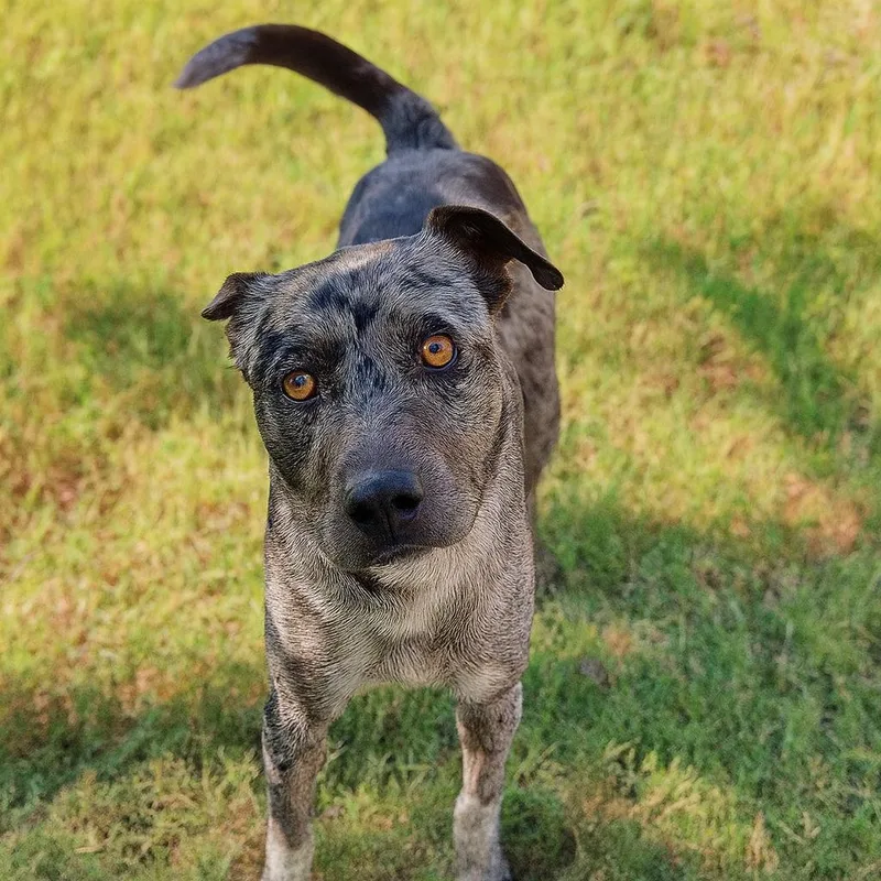 Long John Silver D thumbnail 6