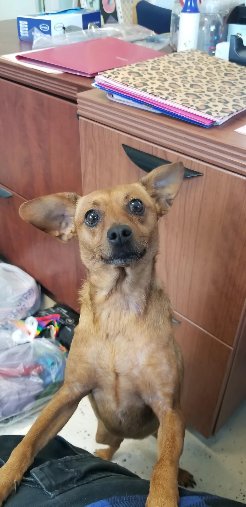 An adult small-sized female Brown / Chocolate Chihuahua dog named Esperanza for adoption in Aransas Pass, TX