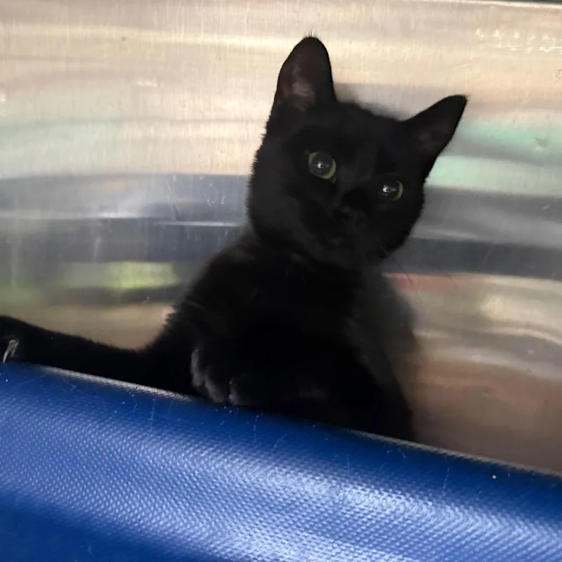 A baby medium-sized female Black Domestic Short Hair cat named Junie for adoption in Lakeland, FL