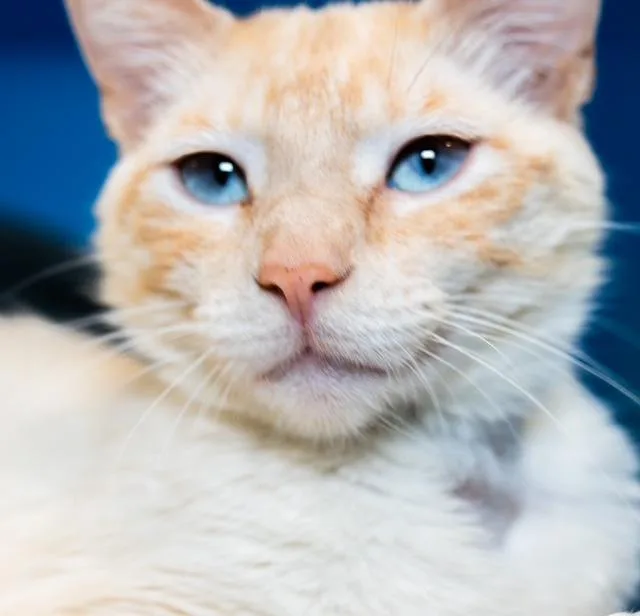 A young medium-sized female Domestic Short Hair cat named Corinne for adoption in Boston, MA