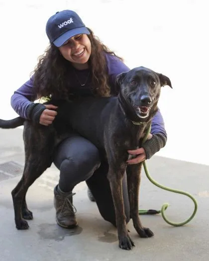 An adult large-sized female Mixed Breed dog named Symphonic for adoption in Chamblee, GA