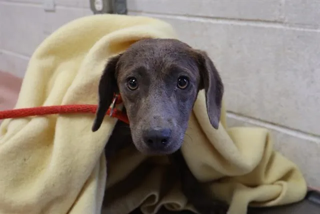 A young medium-sized female Mixed Breed dog named Vermont for adoption in Columbia, SC