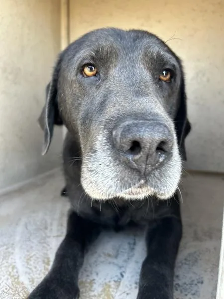 An adult large-sized male Labrador Retriever dog named Pennywise for adoption in Victorville, CA