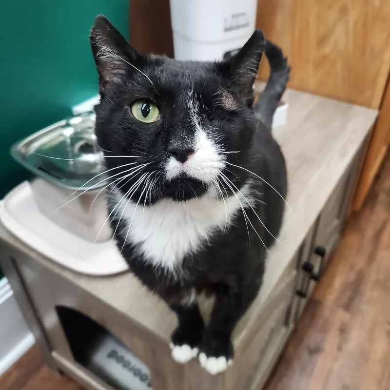 An adult large-sized male Black Domestic Short Hair cat named Chester for adoption in Mount Laurel, NJ