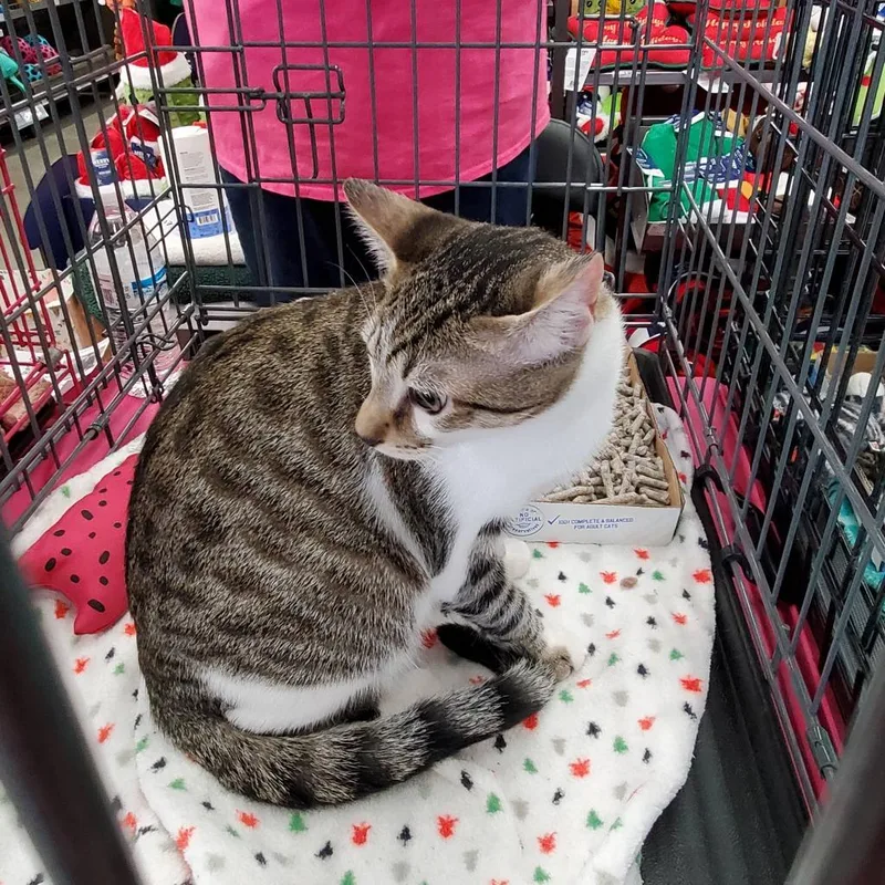 Hemsworth Purr thumbnail 3