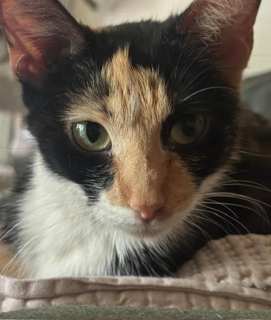 A young medium-sized female Calico Domestic Medium Hair cat named Cutie Pie for adoption in Minneapolis, MN