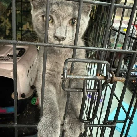 A baby small-sized female Gray / Blue / Silver Domestic Short Hair cat named Dustie for adoption in Abingdon, MD