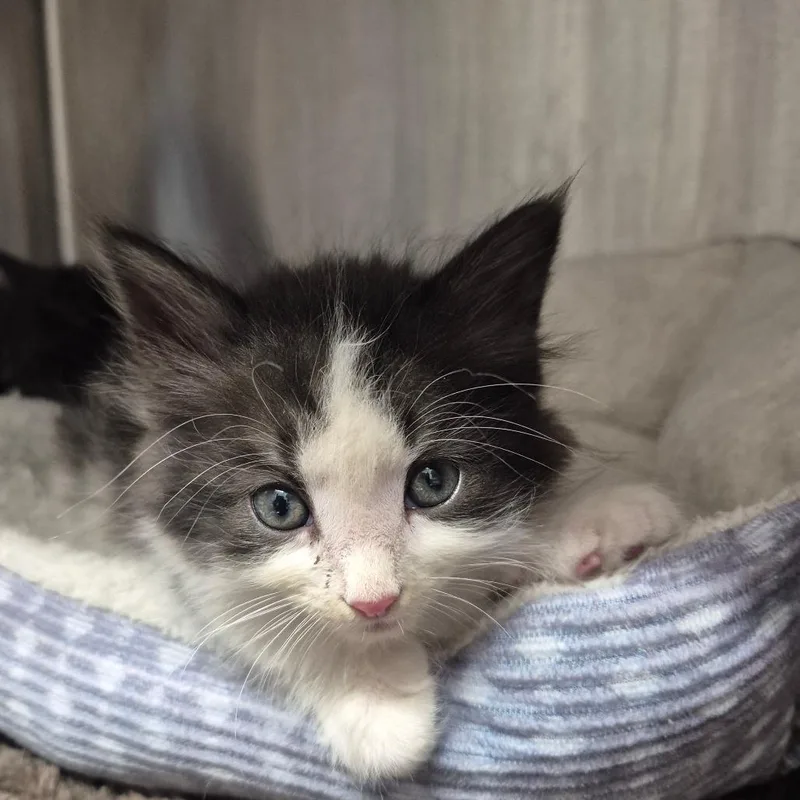 Bowie