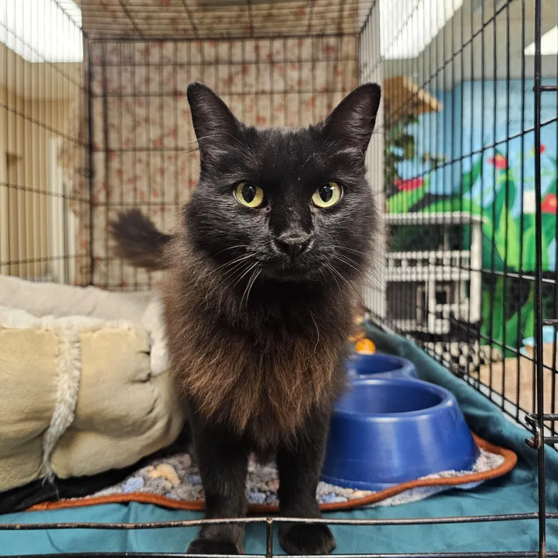 An adult medium-sized female Black Domestic Long Hair cat named Salem for adoption in Searcy, AR
