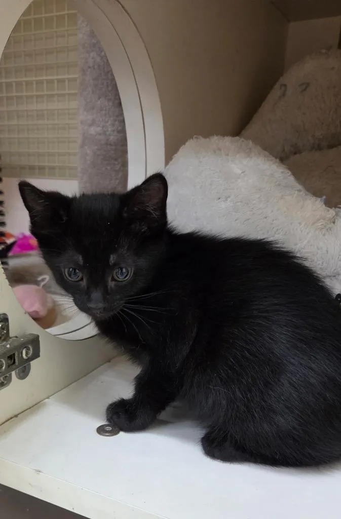A baby medium-sized female Domestic Short Hair cat named Peanut for adoption in Tampa, FL