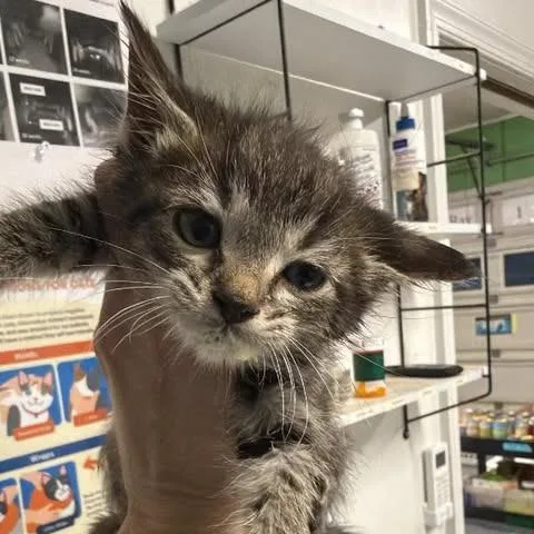 A baby small-sized female Gray / Blue / Silver Domestic Short Hair cat named Iola for adoption in Fredericksburg, VA