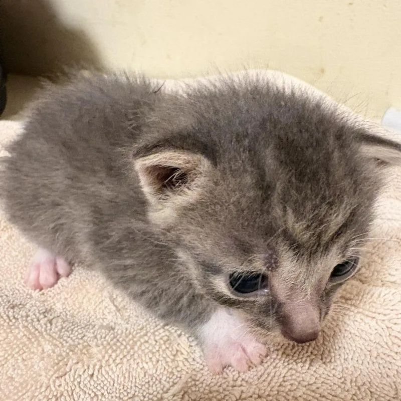A baby small-sized male Gray / Blue / Silver Domestic Short Hair cat named Fruit Punch for adoption in Waldorf, MD
