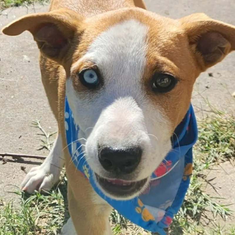 A baby medium-sized female Golden Retriever dog named Josie for adoption in Corpus Christi, TX