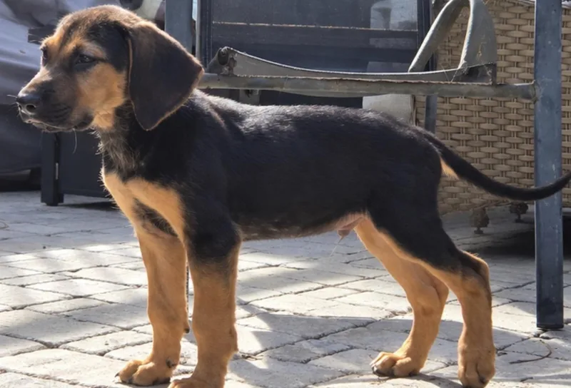 A young medium-sized male Black and Tan Coonhound dog named Dean for adoption in Calabash, NC