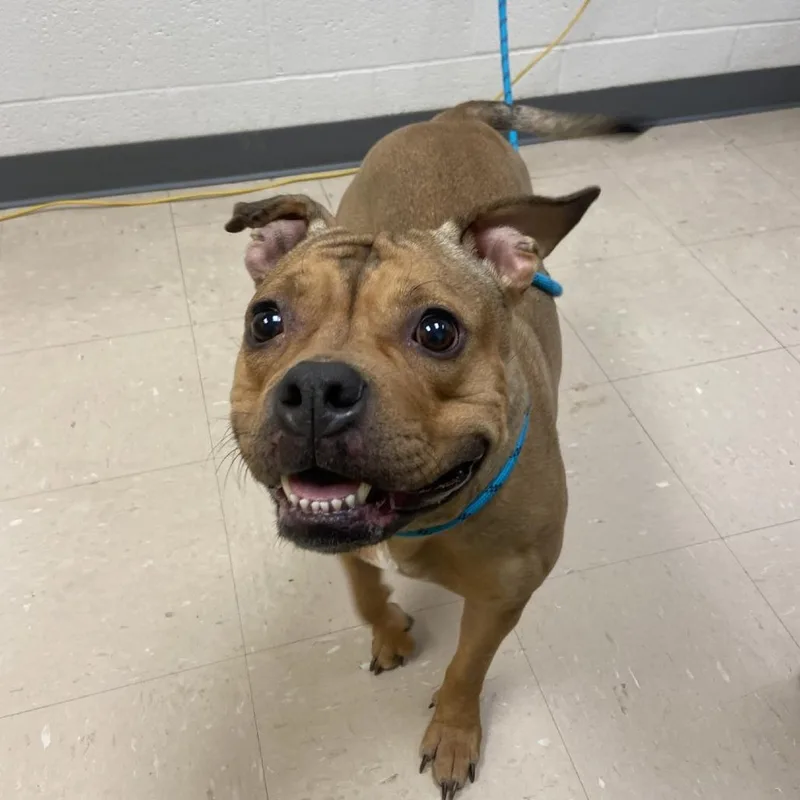 An adult medium-sized female Yellow / Tan / Blond / Fawn Mixed Breed dog named Madame for adoption in Pittsburgh, PA