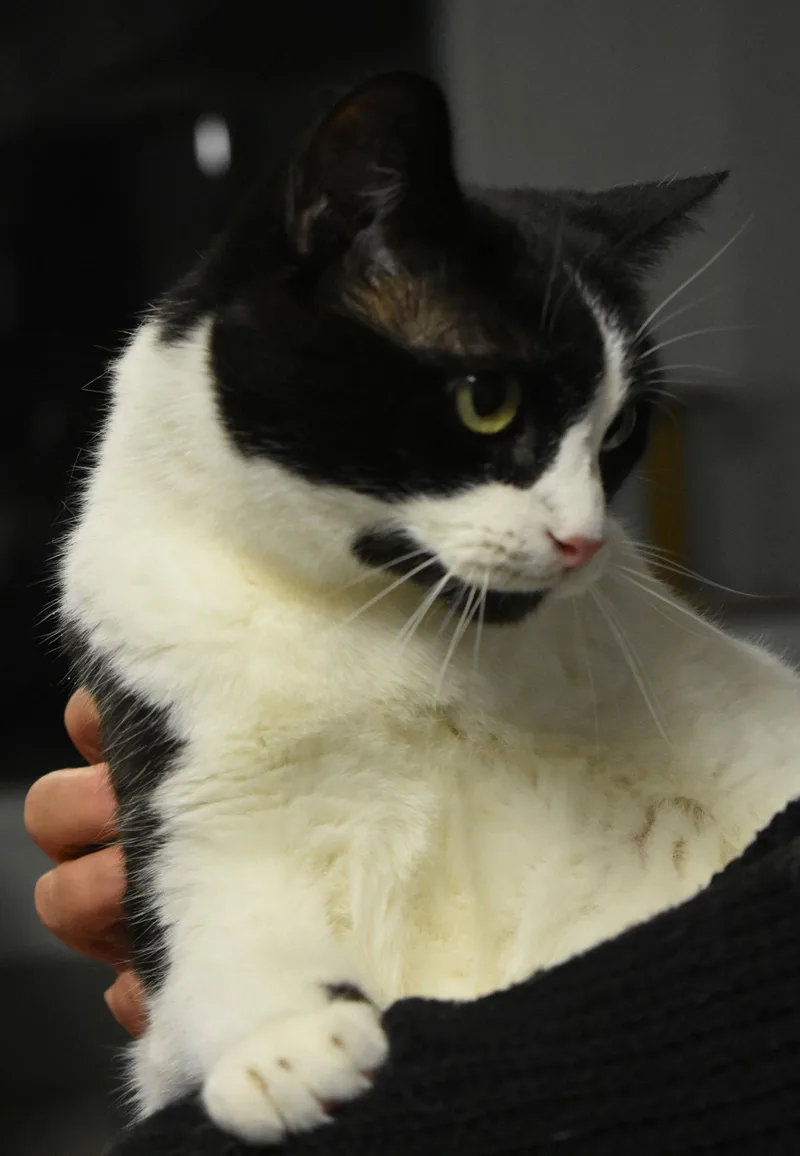 A young medium-sized female Black & White / Tuxedo Domestic Short Hair cat named Bugsy for adoption in Greenfield, IN