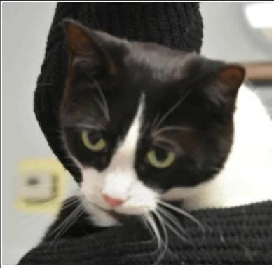 Bugsy thumbnail 2