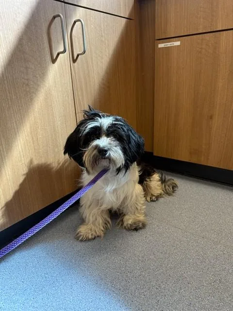 An adult small-sized female Shih Tzu dog named Sheila for adoption in San Jose, CA