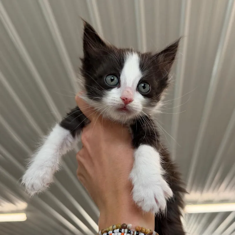 A baby small-sized male Black Domestic Short Hair cat named Quenby for adoption in Spanish Fork, UT