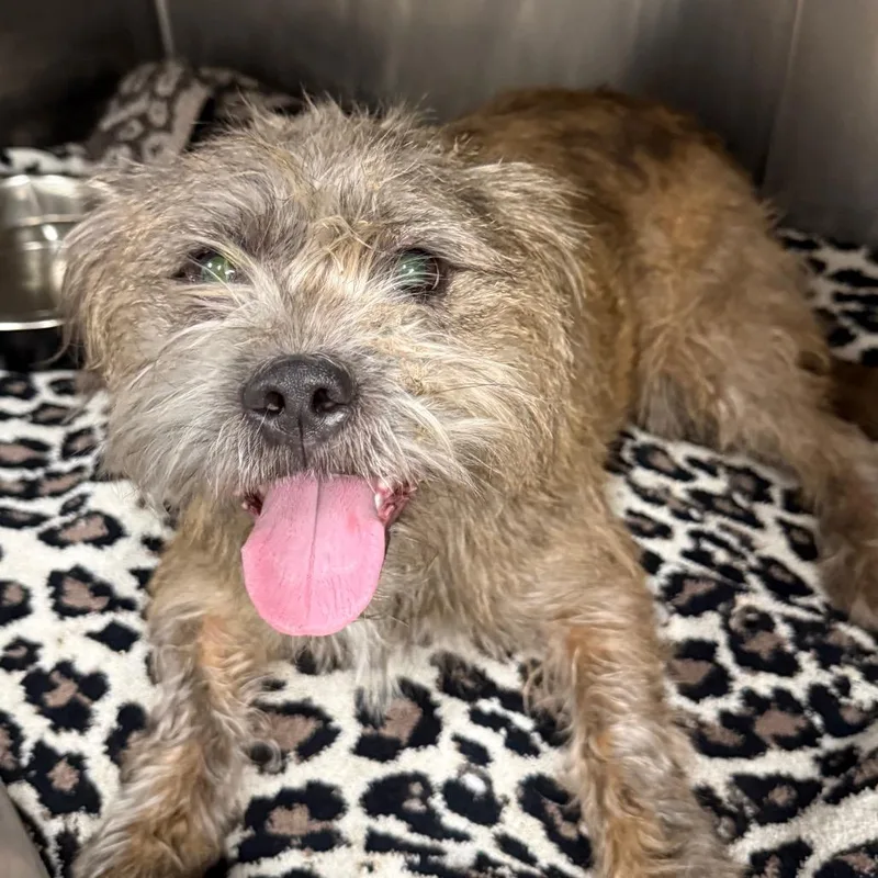 An adult medium-sized male Gray / Blue / Silver Mixed Breed dog named Ewok for adoption in Tulsa, OK
