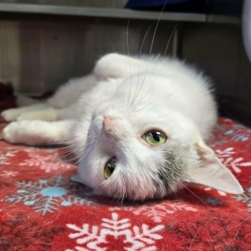 A young medium-sized female Gray & White Domestic Short Hair cat named Bisque for adoption in Watertown, WI