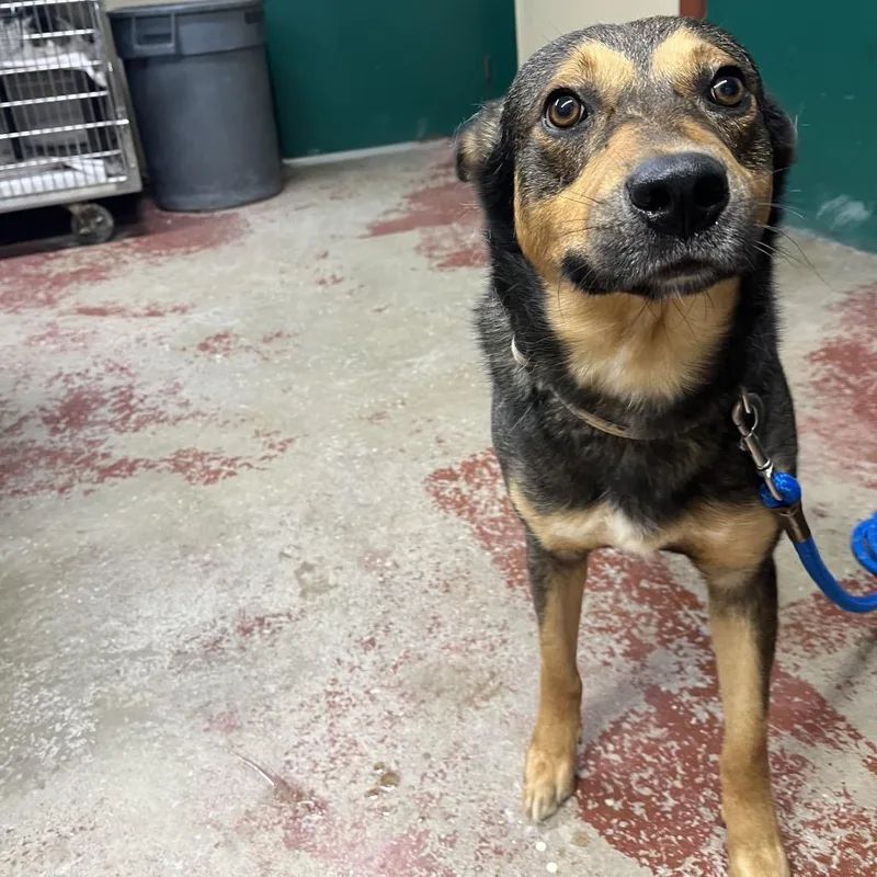 An adult medium-sized male Black Mixed Breed dog named Espresso for adoption in Pauls Valley, OK
