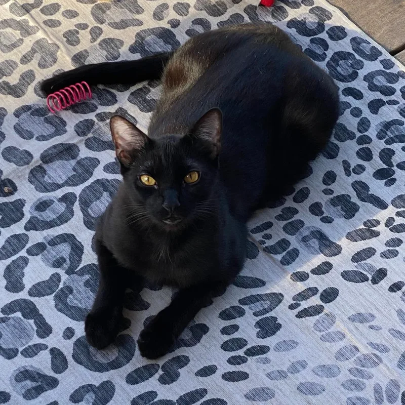 A young medium-sized male Black Domestic Short Hair cat named Valor for adoption in Morgan Hill, CA