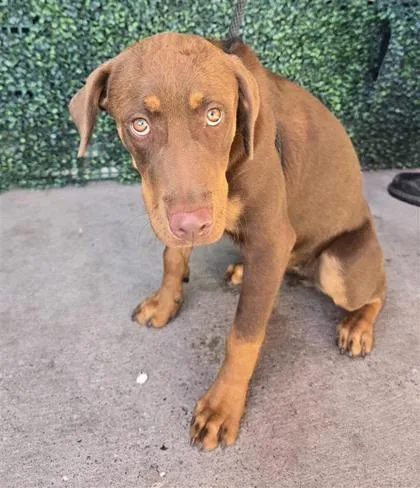 A young large-sized female Brown / Chocolate Doberman Pinscher dog named 61397857 for adoption in El Paso, TX
