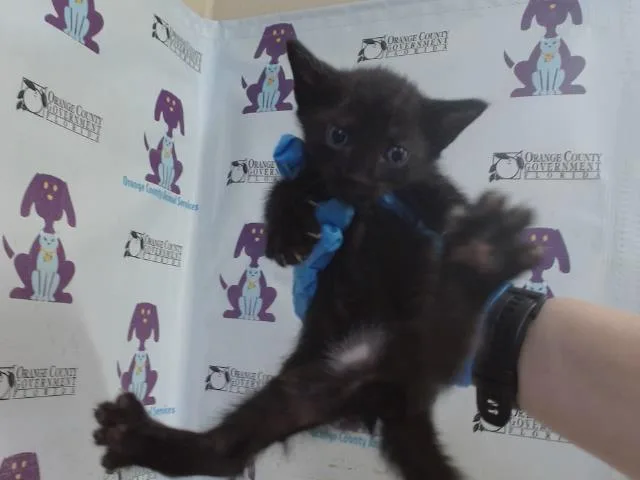 A baby small-sized male Domestic Short Hair cat named Leif for adoption in Orlando, FL