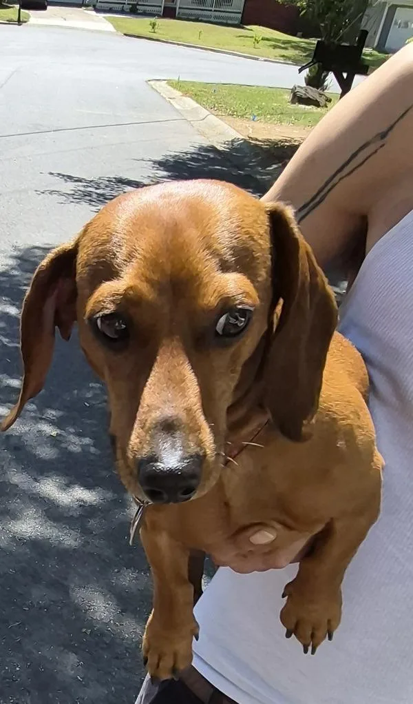 An adult small-sized male Dachshund dog named Pen Elvis for adoption in Lawrenceville, GA