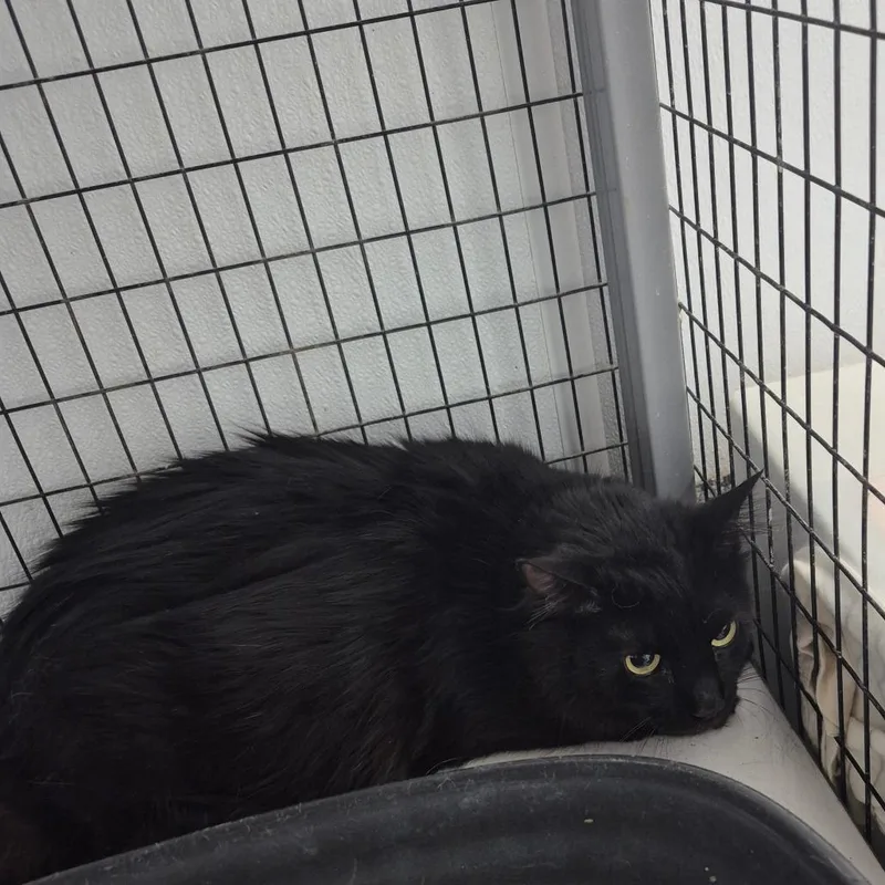 An adult medium-sized female Black Domestic Long Hair cat named Bastet for adoption in Kingman, KS