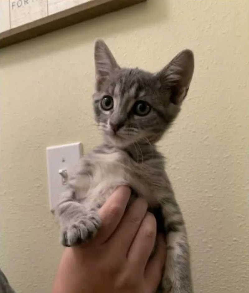 A baby medium-sized female Tabby (Gray / Blue / Silver) Domestic Short Hair cat named Lentil for adoption in Eugene, OR