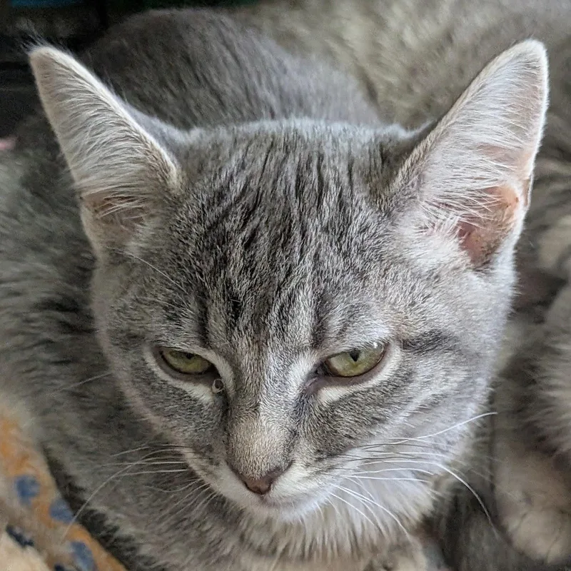 Lentil thumbnail 2