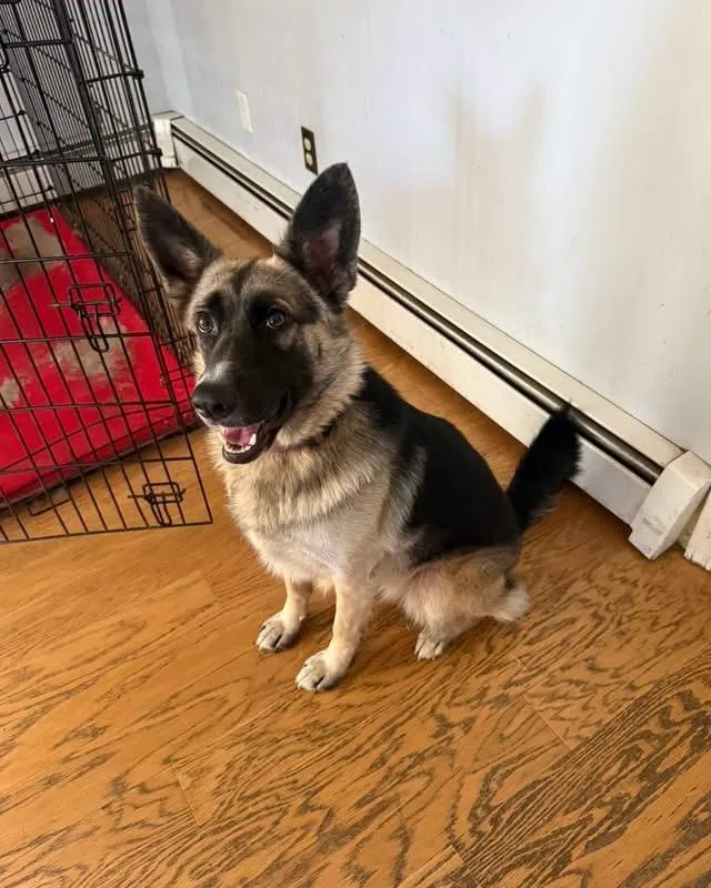 A young large-sized female Black German Shepherd Dog dog named Kari for adoption in New Rochelle, NY