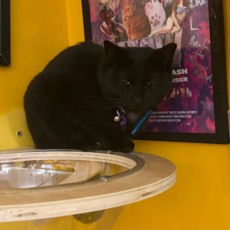 An adult medium-sized female Black Domestic Short Hair cat named Uhura for adoption in Howard beach, NY