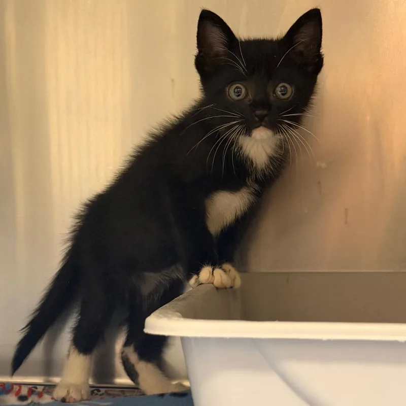 A baby small-sized male Black Domestic Short Hair cat named Clark for adoption in Bryan, TX