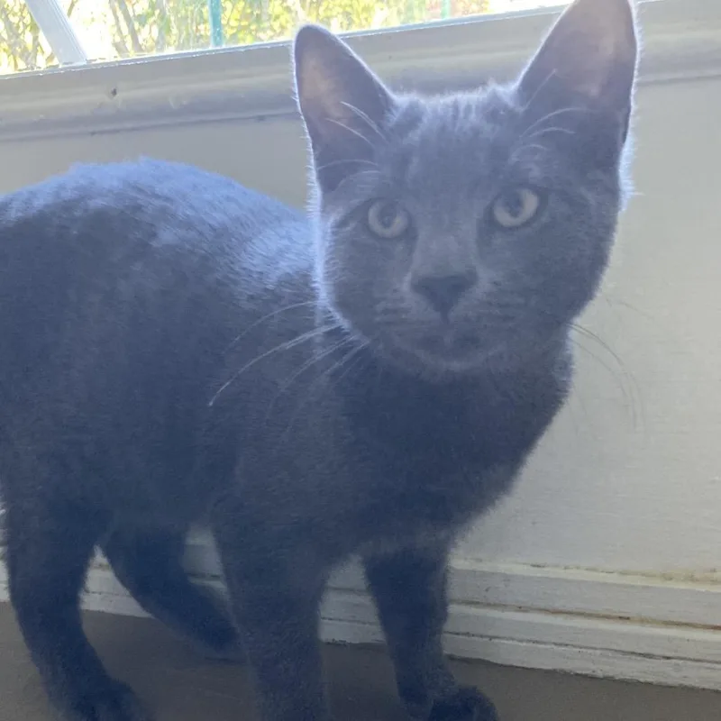 A young small-sized male Domestic Short Hair cat named Brazos for adoption in Pittsford, VT