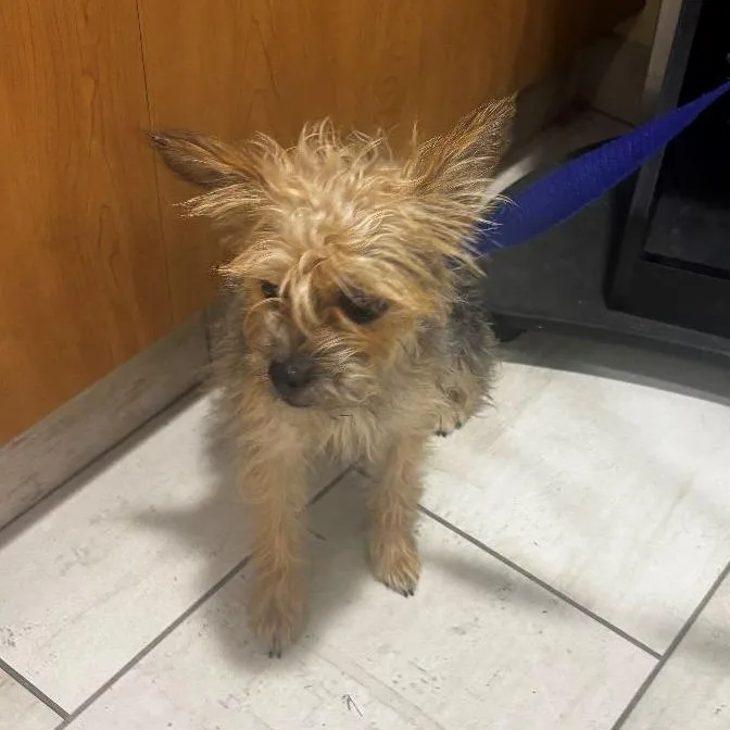 A young small-sized female Yellow / Tan / Blond / Fawn Yorkshire Terrier dog named Molly for adoption in Arlington, VA