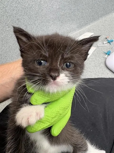 A baby small-sized female Domestic Short Hair cat named Fern for adoption in Indianapolis, IN
