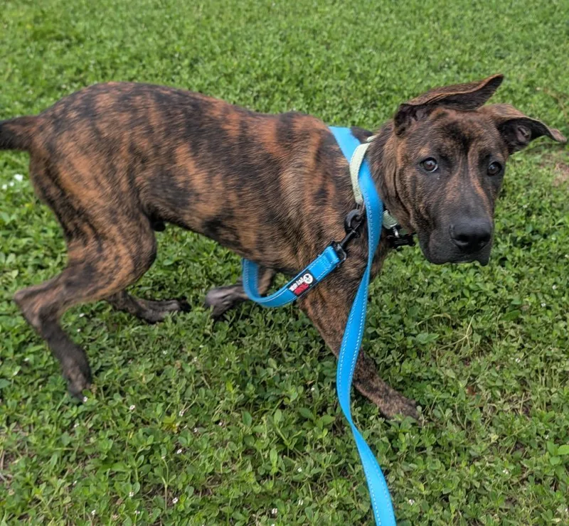 A baby large-sized male Mountain Cur dog named VernorsGood Puppy off Fee! for adoption in Fort Myers, FL