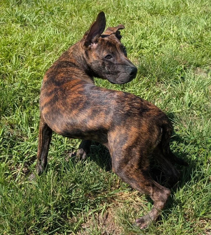 VernorsGood Puppy off Fee! thumbnail 3