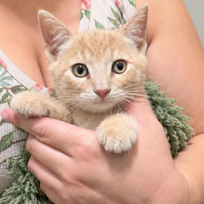A baby medium-sized female Buff / Tan / Fawn Domestic Short Hair cat named Delia Deetz for adoption in Quincy, OH
