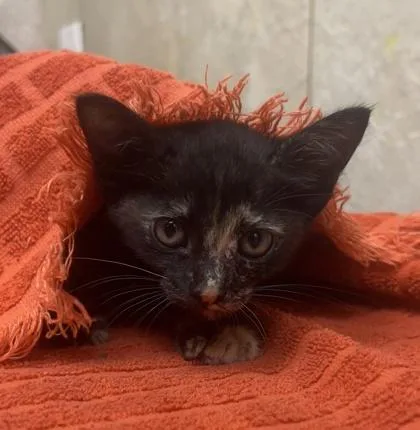 A baby small-sized female Domestic Short Hair cat named Tostada for adoption in Honolulu, HI