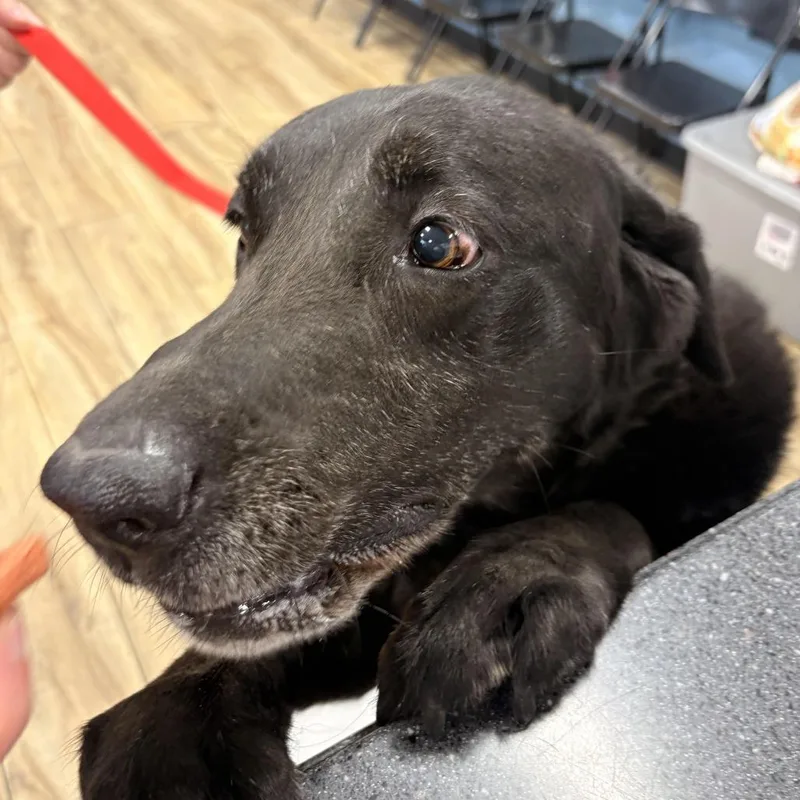 A senior large-sized female Black Labrador Retriever dog named Stella for adoption in Newark, NJ
