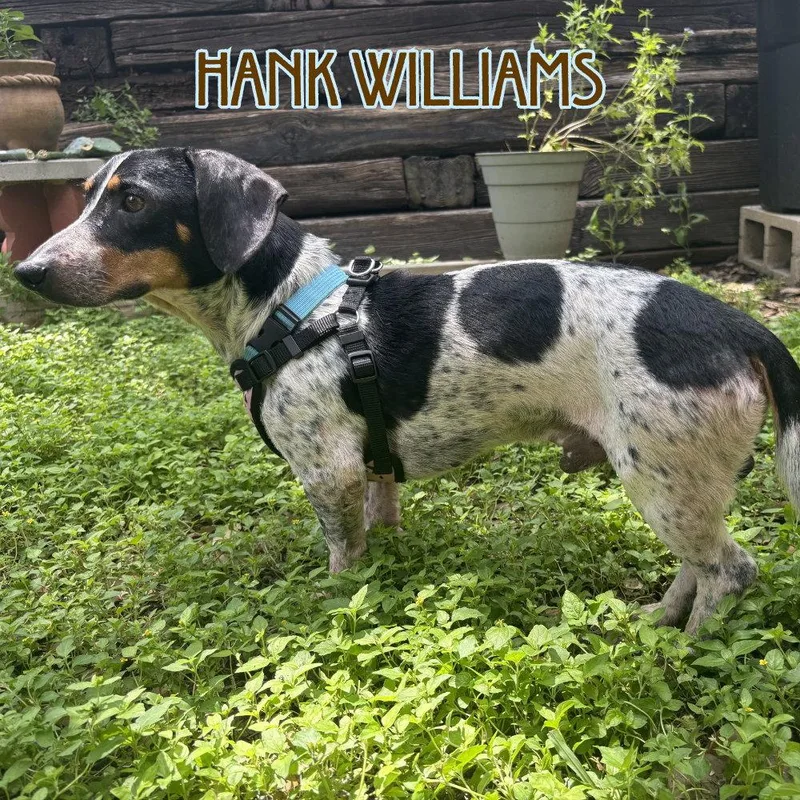 An adult medium-sized male Dachshund dog named Hank Williams for adoption in San Antonio, TX
