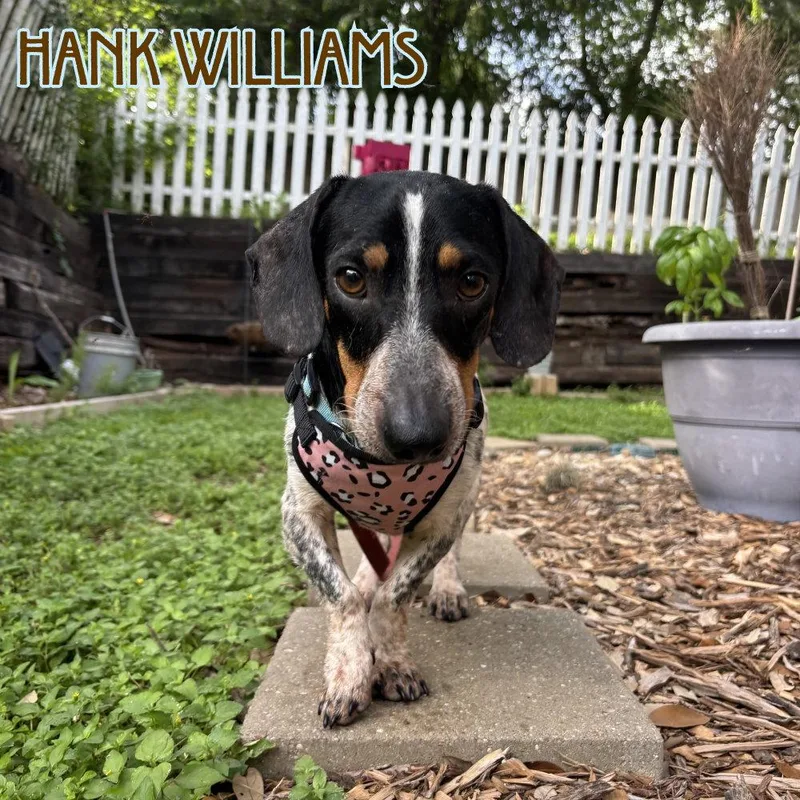 Hank Williams thumbnail 2