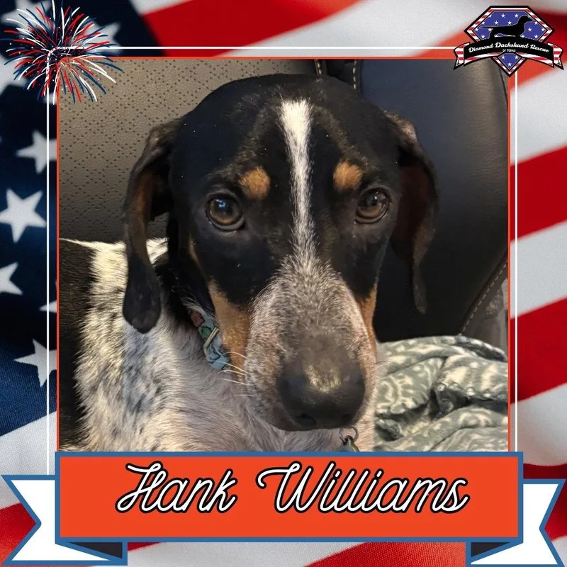 Hank Williams thumbnail 3
