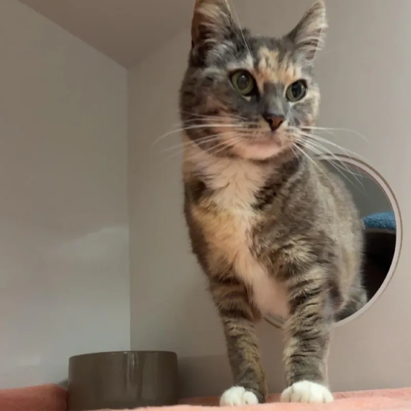 An adult medium-sized female Calico Domestic Short Hair cat named Smokey for adoption in Redwood City, CA