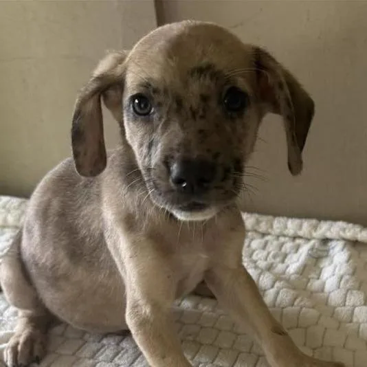 A baby medium-sized male Brown / Chocolate Mixed Breed dog named Garrison for adoption in Alexandria, VA