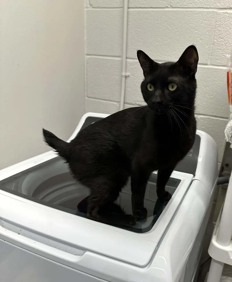 An adult medium-sized male Black Domestic Short Hair cat named Nubs for adoption in Nashville, TN